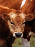 Calf at grass
