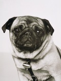 Pug dog