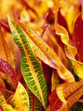 Colorful Leaves of Croton