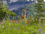 Deer in Wildflowers