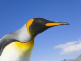 King Penguin
