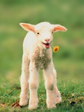 Lamb holding dandelion in mouth