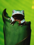 Two-colored tree frog on leaf