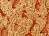 Trachea of a Rat