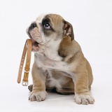Bulldog Holding Collar