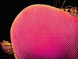 Buy Compound Eye of a Robber-Fly at AllPosters.com