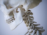 Skeleton head