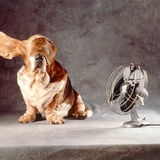 A Basset Who Is Sitting with