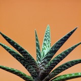 Aloe plant in front of orange background