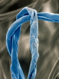 Cotton Fibers