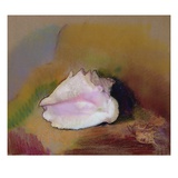 The Shell