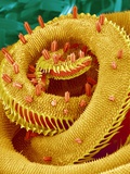 Buy Proboscis Tip of a Swallowtail Butterfly at AllPosters.com