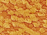 Trachea of a Rat