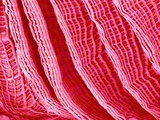 Gill of Sea Squirt