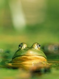 Bull Frog