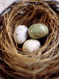 Buy Eggs in Nest at AllPosters.com