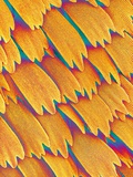 Buy Scales of a Swallowtail Butterfly at AllPosters.com