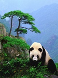 Buy Giant Panda at AllPosters.com