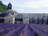 Lavender Field at Abbeye du Senanque