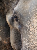 Close-up of Asian Elephant at Elephant Conservation Centre