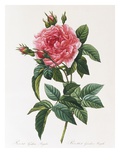 Rosa Gallica Reglais