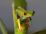 Red-Eyed Leaf Frog