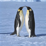 Two Emperor penguins standing face to face, (Antarctic)