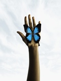 Buy Butterfly on a human's palm at AllPosters.com