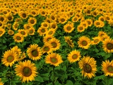 Buy Field of Sunflowers at AllPosters.com