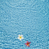 White and pink frangipani floating in the pool, Bali, Indonesia