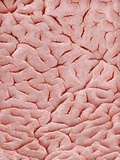 Mucous Membrane from Colon of a Rat