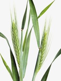 Buy Rye Plant at AllPosters.com