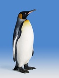King Penguin