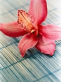 Bloom of a orchid.