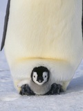 Emperor Penguin Protecting Offspring from the Cold