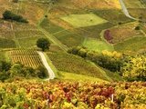 Vineyards in Beaujolais Region