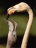 Rose coloured flamingo feeding fledgling