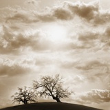 Trees and Cloudy Sky