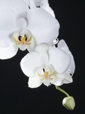 White Orchid