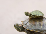 Baby Turtle Riding on Mother's Back