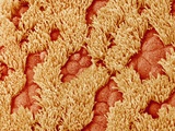 Trachea of a Rat