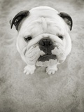 Bulldog Looking up
