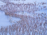 Great White Pelicans Fly, Flamingoes Feed in Lake Nakuru