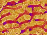 Interior of Rat Liver