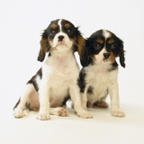 Cavalier King Charles Spaniel Puppies