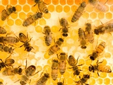 Busy Bees