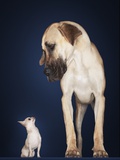 Toy Chihuahua and Great Dane