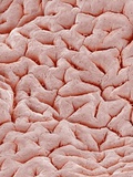 Mucous Membrane from Colon of a Rat