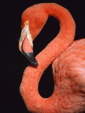 Buy American flamingo at AllPosters.com