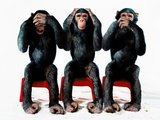 Buy Three chimpanzees at AllPosters.com